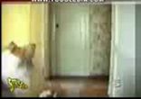 Сats so funny