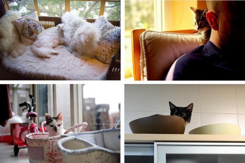 Кошки - лучшее украшение Вашего дома