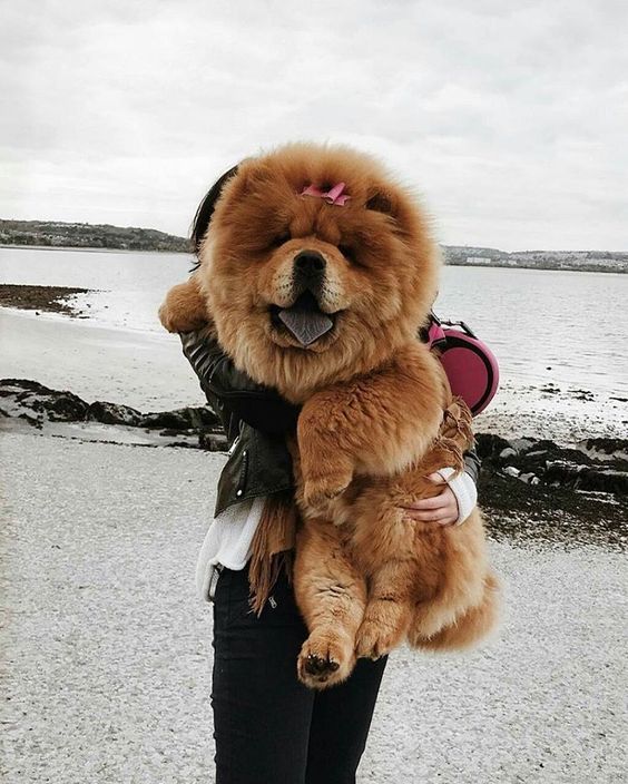 Найсмішніші породи собак: Чау-чау