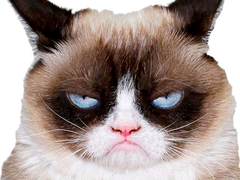 Grumpy Cat