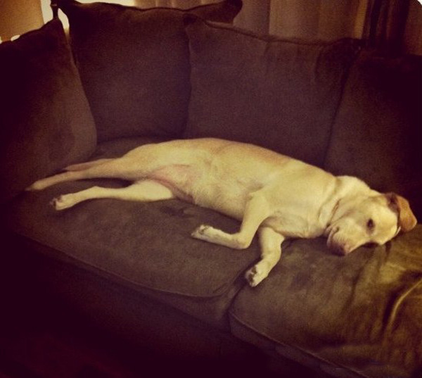 Тяжелое собачье утро