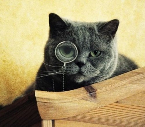 Коты в очках