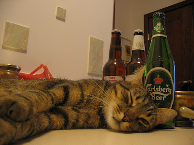 Коты, которые любят пиво