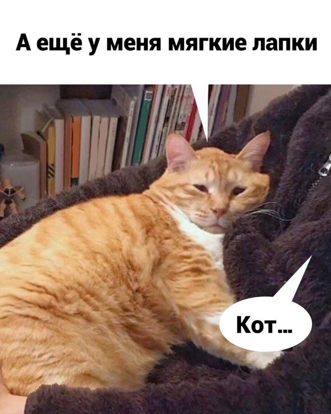 Котик и работа
