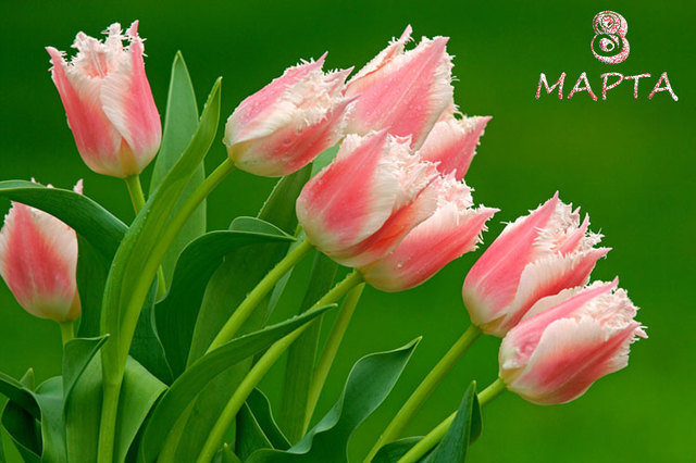 Красивые тюльпаны на 8 марта - 8 марта картинки и открытки БестГиф