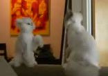 Коты-каратисты
