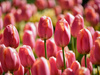 «Вокруг света»: В Киеве открывается ежегодная  выставка тюльпанов