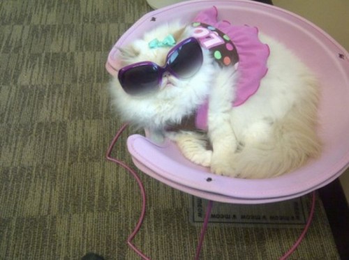 Коты в очках