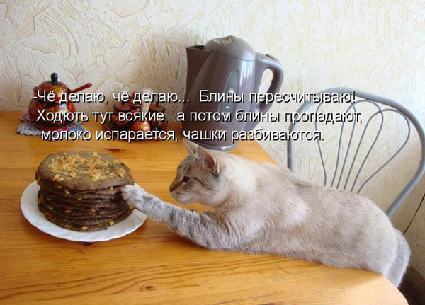 Котики и блинчики