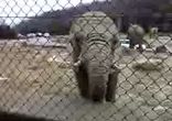 elephant_eat