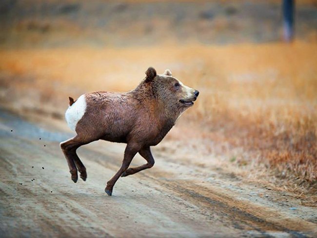 Создания, которых страшно было бы встретить