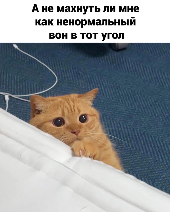 Мысли кота