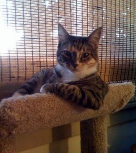 Вездесущие коты