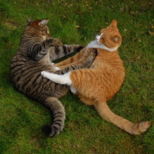 Урок каратэ от котэ