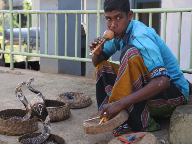 Дмитрий Каднай о Шри-Ланке: все, что вы не прочитаете в путеводителе об острове