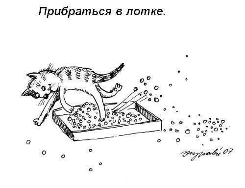 Что должен уметь делать каждый кот