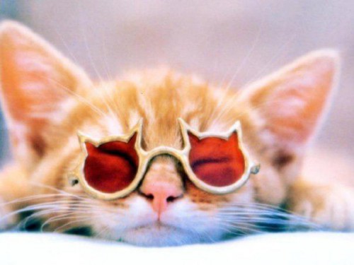 Коты очкарики