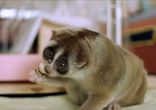 Лори, пожалуй, самые милые животные в мире