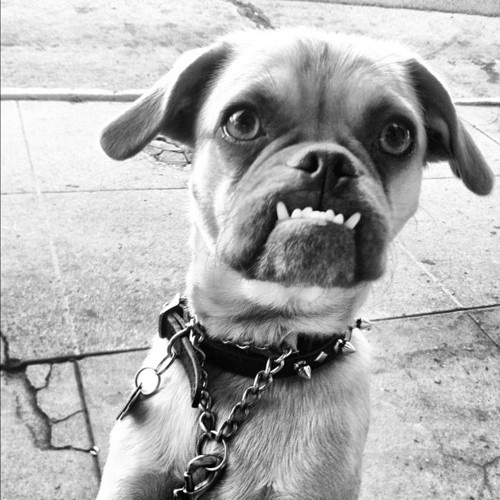 Собаки - зубаки