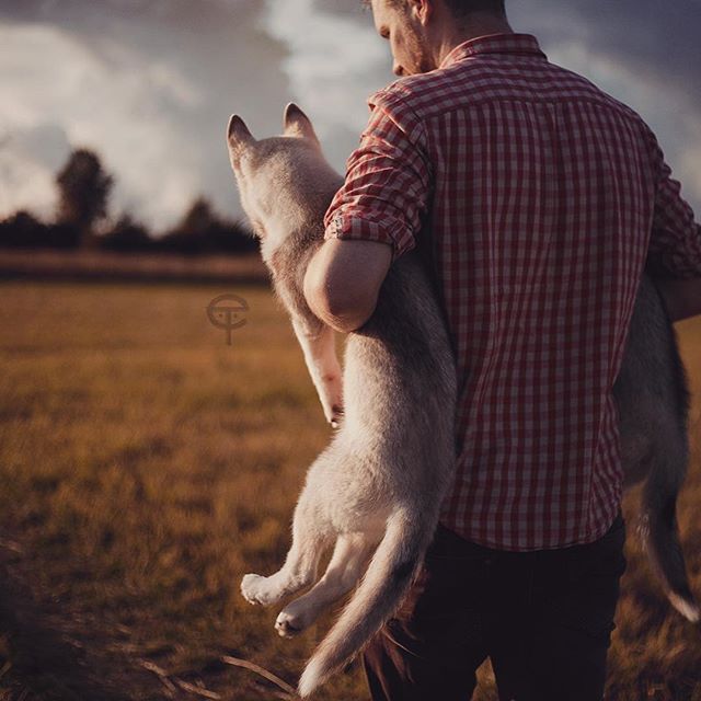 Цуценята Хаскі