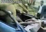 лошадь снесла крышу автомобилю