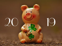 Поросенок на 2019 год