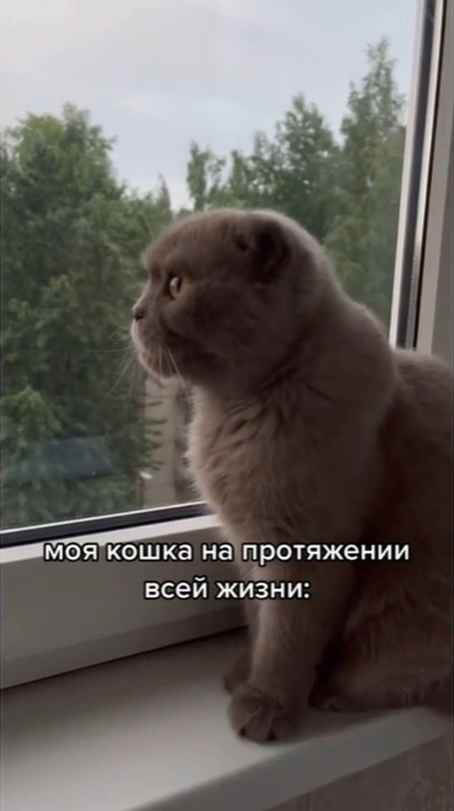 Кот: "Окно офигенное!"
