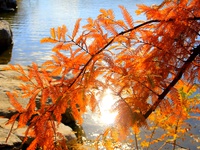 Осенние ветви и вода
