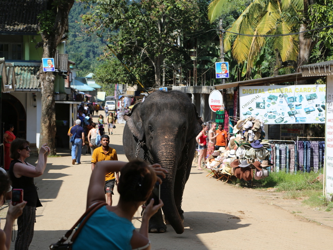 Дмитрий Каднай о Шри-Ланке: все, что вы не прочитаете в путеводителе об острове