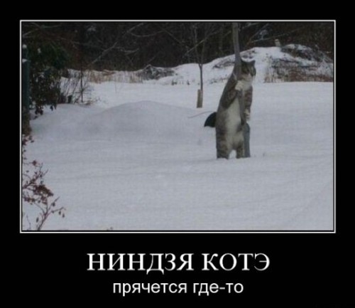 Демотиваторы про котэ