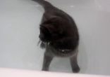 Кот,сломавший систему
