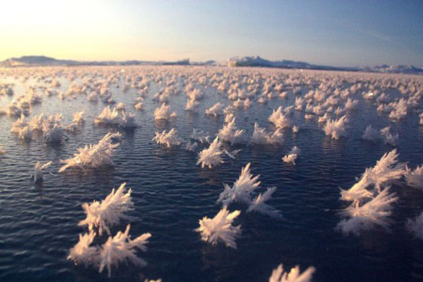 Феномен Северного Ледовитого океана. Ледяные цветы