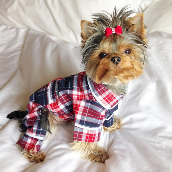 Модные собачки