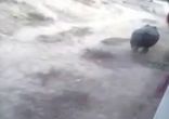 Носорог напал на мужчину