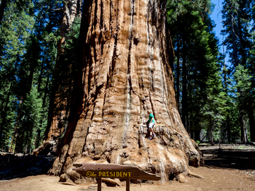 Дерево по прозвищу "президент", Sequoia National Park