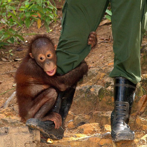 Смешные животные