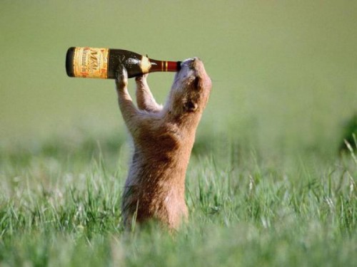 Животные алкоголики