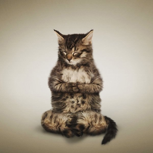 “Кошачья йога“ от фотографа Daniel Borris