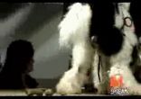 Показ мод с животными