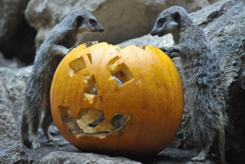 Зоопарки готовятся к Хэллоуину