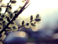 Букетик вербы