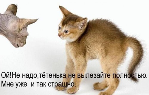 Прикольные котоматрицы