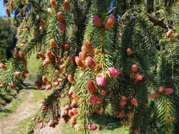 праліси. ЮНЕСКО