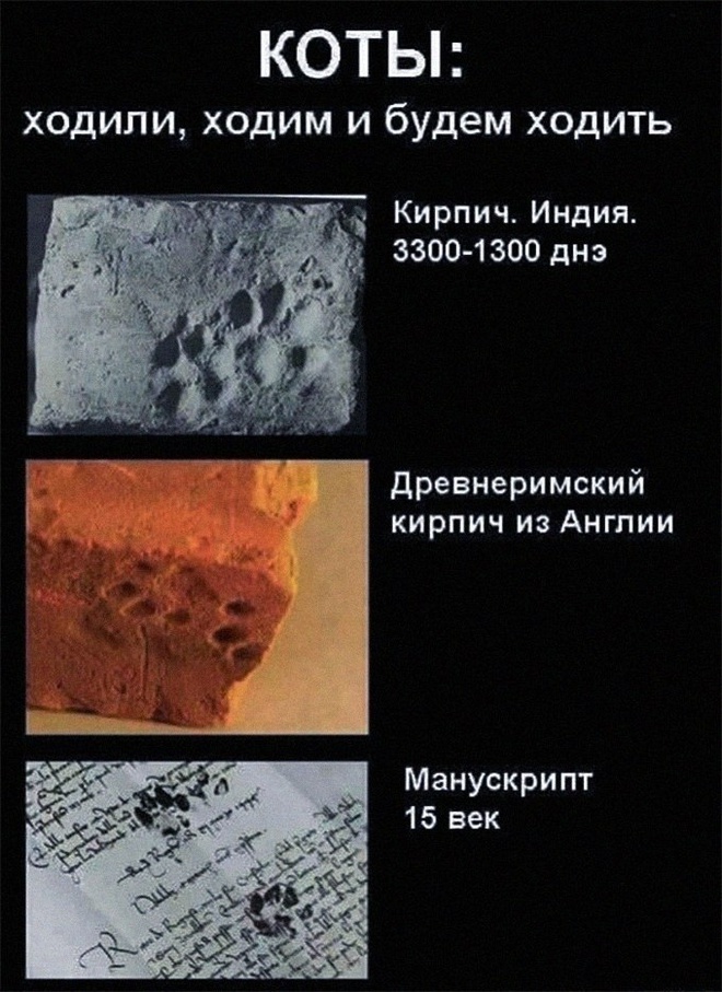 Жизнь котов