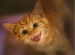 кот или собака кот или собака