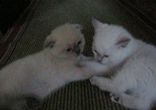 Котята британские