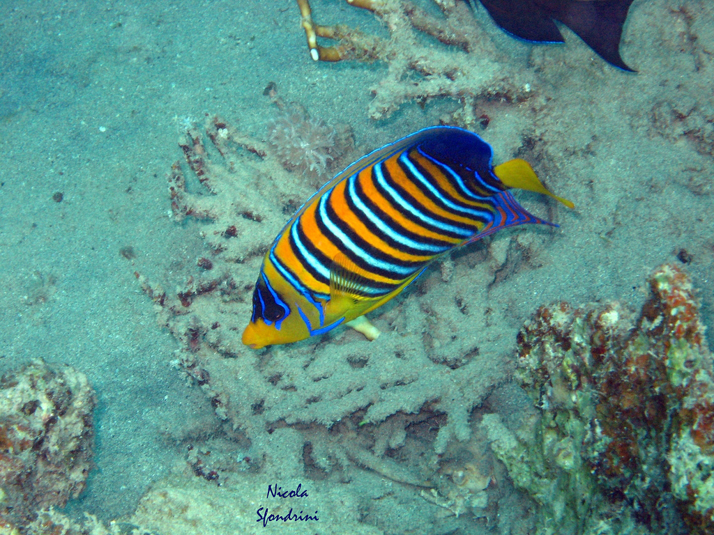 Рыбы Красное море Египет