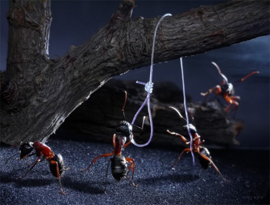 Удивительный мир муравьёв Андрея Павлова