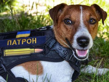 Пес Патрон
