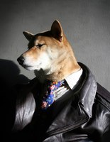 Menswear Dog Menswear Dog